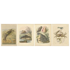 Grabados marinos antiguos - Langosta, cangrejos, conchas y moluscos, hacia 1850