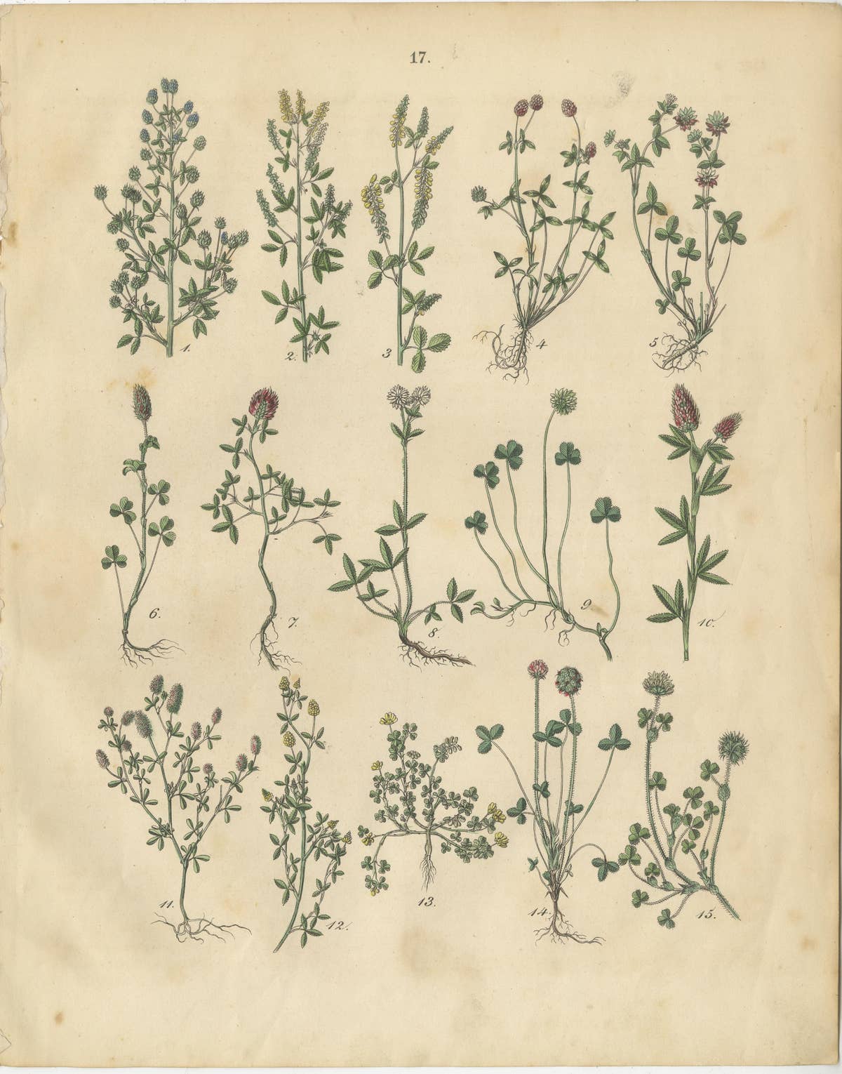 Antique Meadow and Fodder Plants Prints, Botanical Studies, 1852