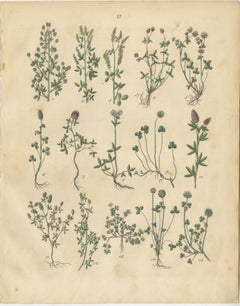 Antique Meadow and Fodder Plants Prints, Botanical Studies, 1852