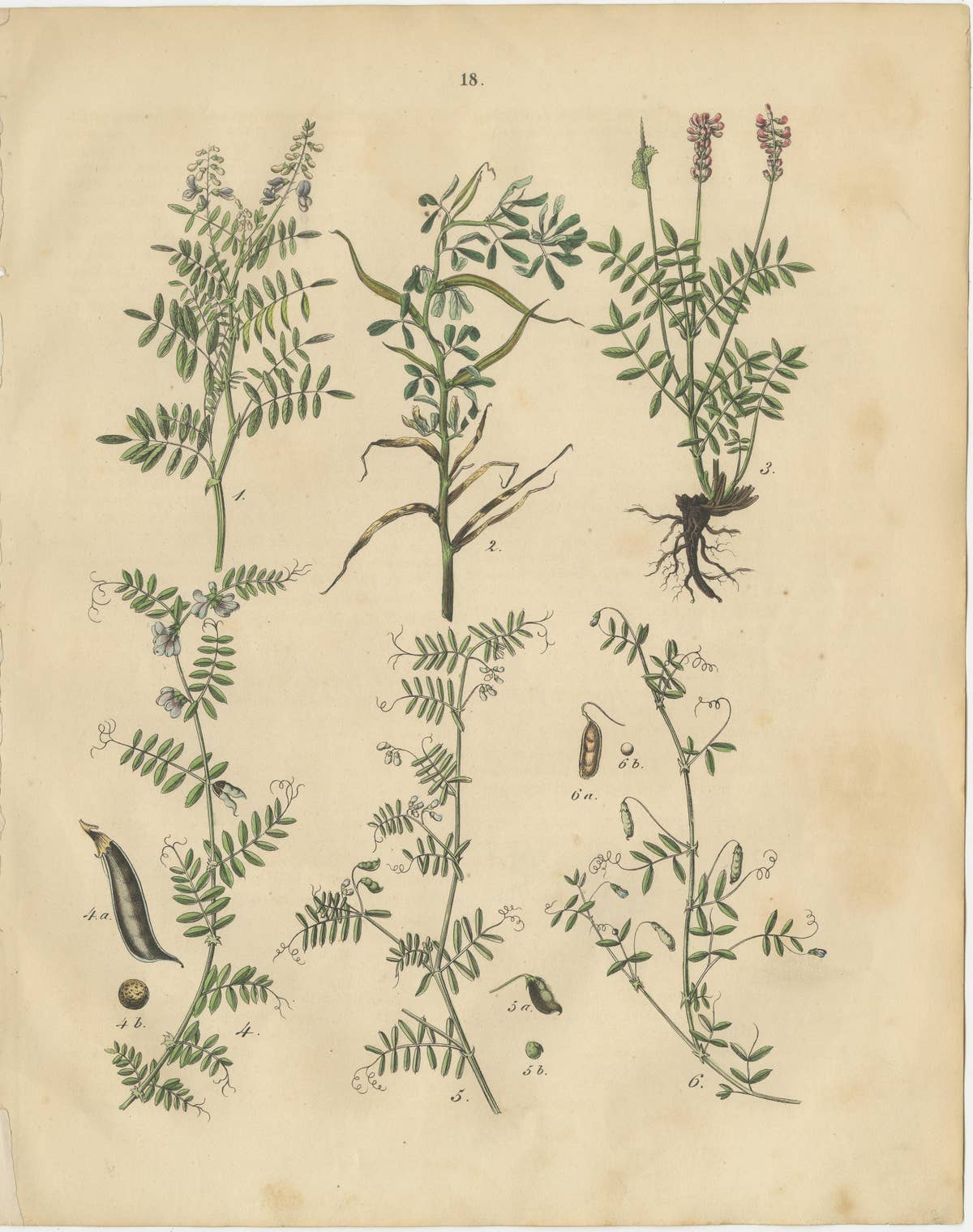 Antique Meadow and Fodder Plants Prints, Botanical Studies, 1852