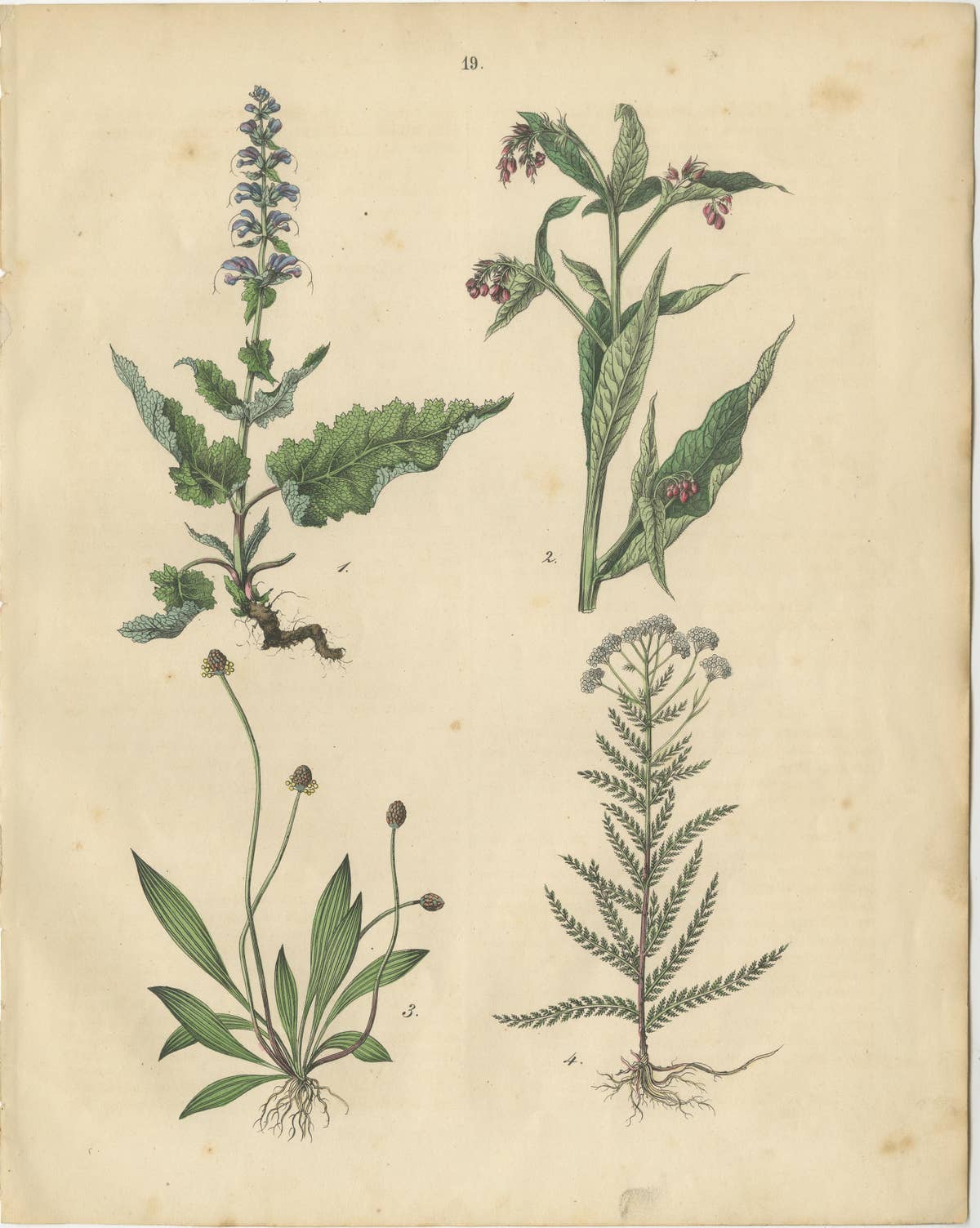 Antique Meadow and Fodder Plants Prints, Botanical Studies, 1852
