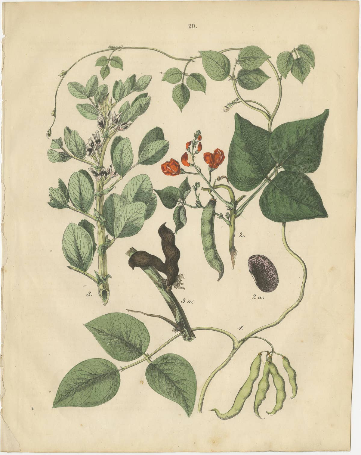 Antique Meadow and Fodder Plants Prints, Botanical Studies, 1852