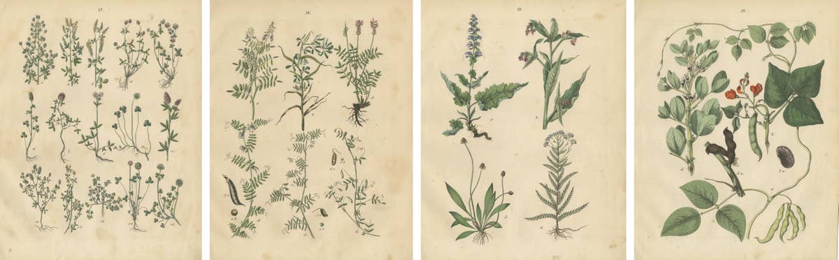 Antique Meadow and Fodder Plants Prints, Botanical Studies, 1852