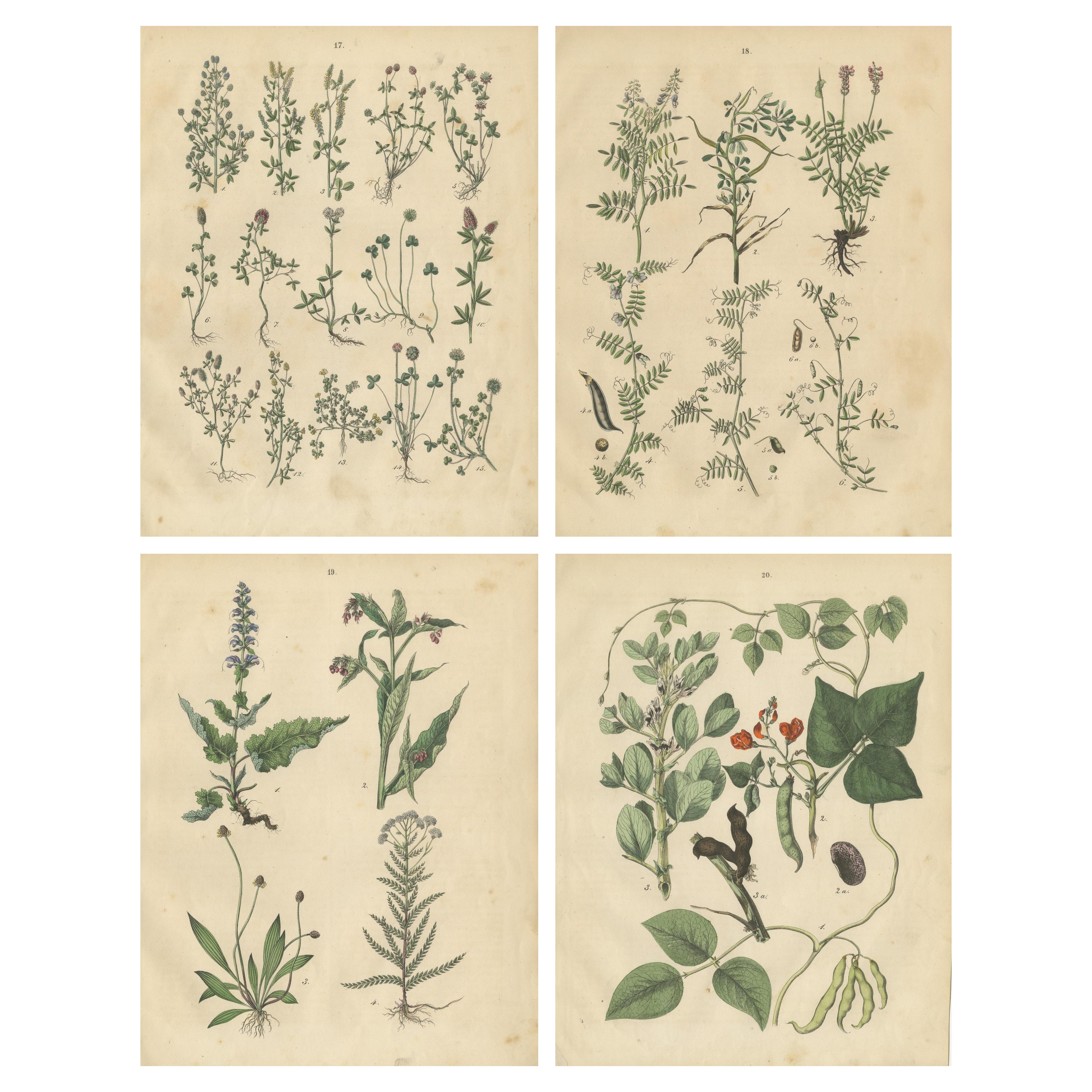 Antique Meadow and Fodder Plants Prints, Botanical Studies, 1852