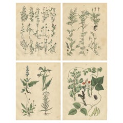 Antique Meadow and Fodder Plants Prints, Botanical Studies, 1852