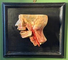 Antique Medical Anatomical Wax Head Model, 19th Century