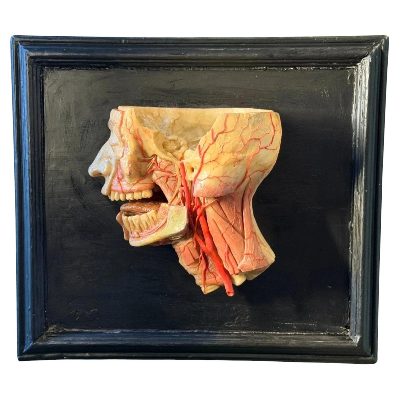Antique Medical Anatomical Wax Head Model, 19th Century