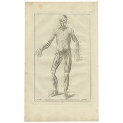 Antique Medical Anatomy Print of the Muscular System, 1798