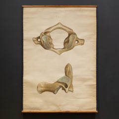 Antike Anatomieschnörkel eines Pelvis aus der medizinischen Klasse, ca. 1920-1940
