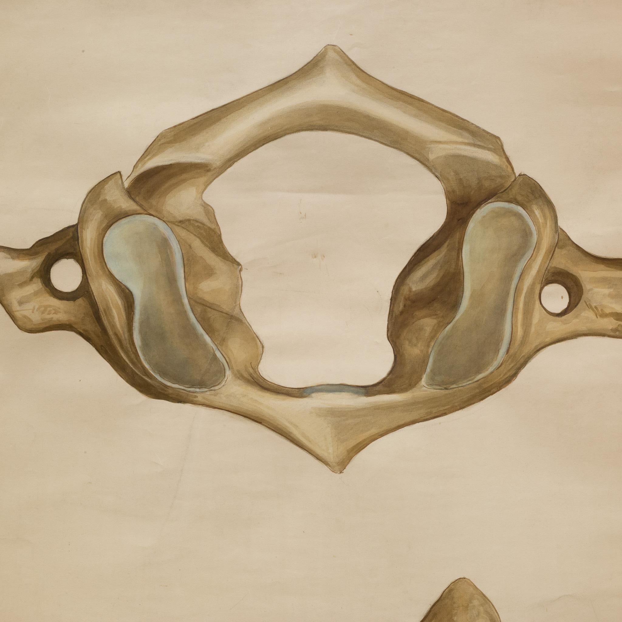 Industrial Antique Medical Class Anatomy Scroll of a Pelvis c.1920-1940 (FREE SHIPPING) For Sale