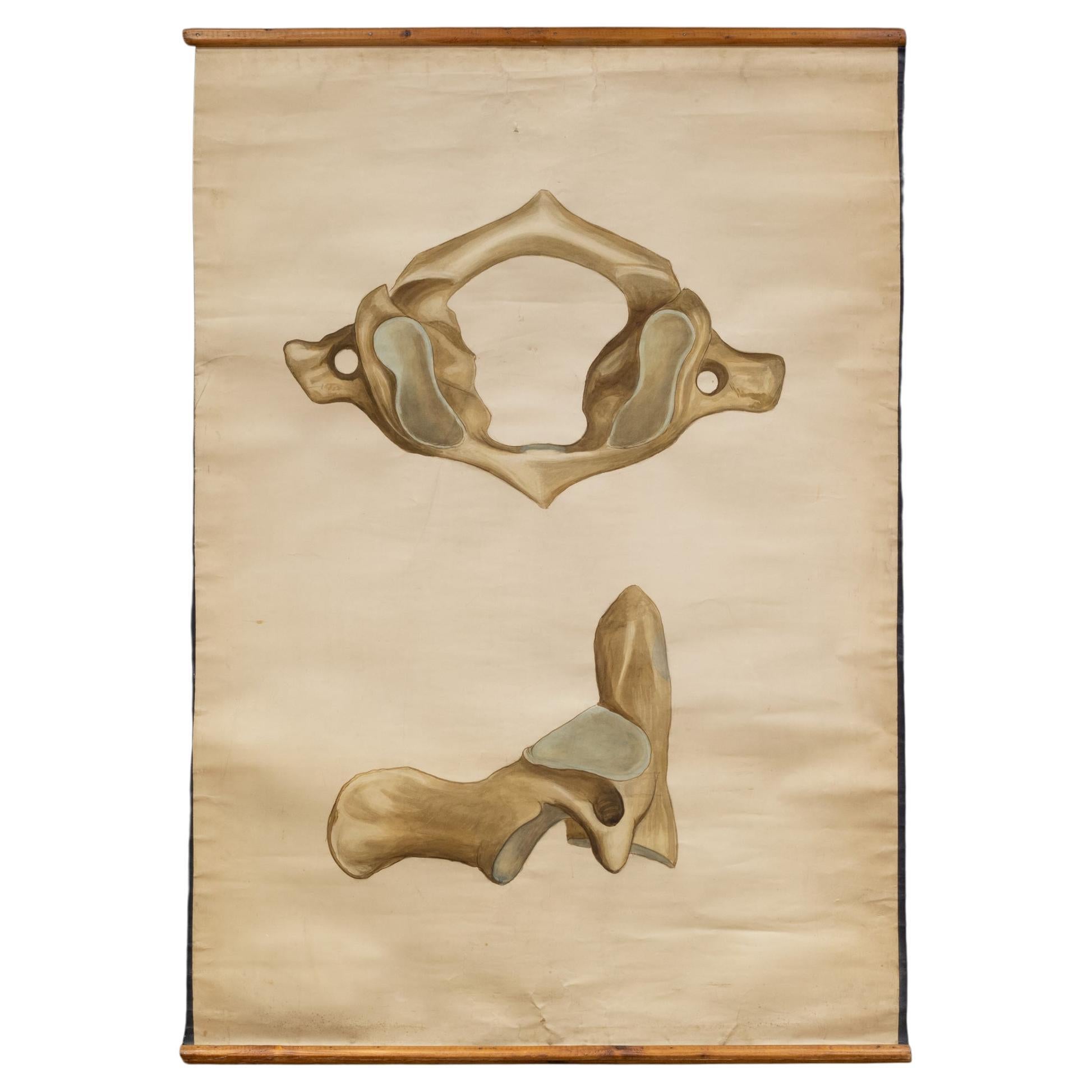 Antique Medical Class Anatomy Scroll of a Pelvis c.1920-1940 (FREE SHIPPING) For Sale