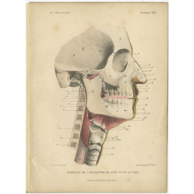 Antique print titled 'Appareils de l'Olfaction, du Goût et de la Voix'. Color lithograph of human senses with superimposed flap. This print originates from 'Le Corps Humain' by G.A. Kuhff. 

Artists and Engravers: Illustrated by Edouard