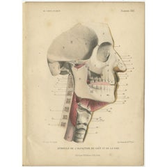 Antique Medical Print of Human Senses, 1879