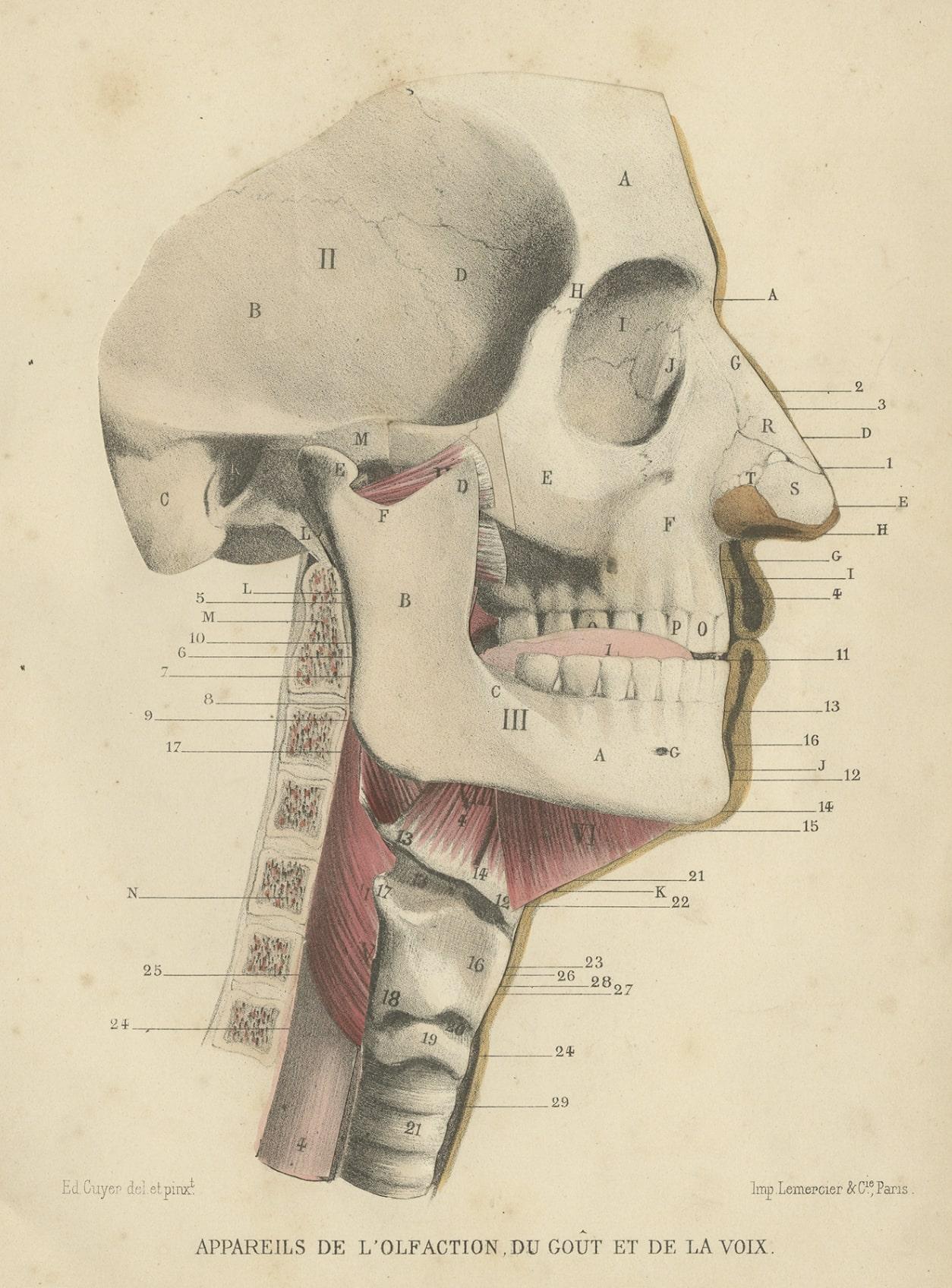 Antiker medizinischer Druck von menschlichen Sinnen, 1879 (Papier) im Angebot