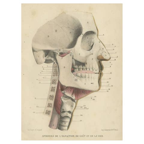 Antique Medical Print of Human Senses, 1879