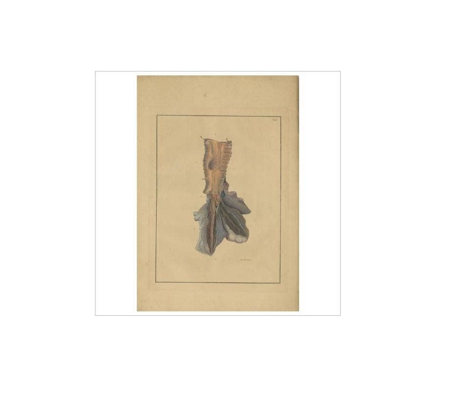 Antique Medical Print of Lungs ‘Tab. 1’ by F.D. Reisseisen, 1822