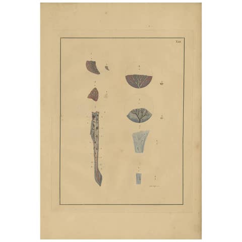 Antique Medical Print of Lungs 'Tab. 2' by F.D. Reisseisen, 1822