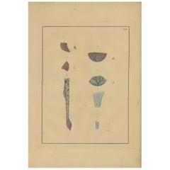 Antique Medical Print of Lungs 'Tab. 2' by F.D. Reisseisen, 1822
