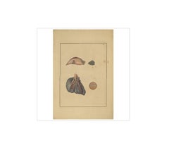 Antique Medical Print of Lungs 'Tab. 5' by F.D. Reisseisen, 1822