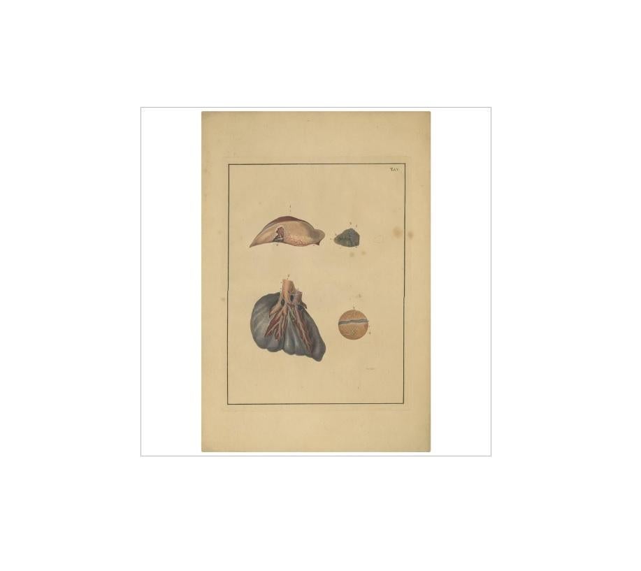 Impression médicale ancienne de Lungs 'Tab. 5' par F.D. Reisseisen, 1822 Bon état - En vente à Langweer, NL
