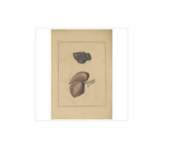 Antique Medical Print of Lungs ‘Tab. 6’ by F.D. Reisseisen, 1822