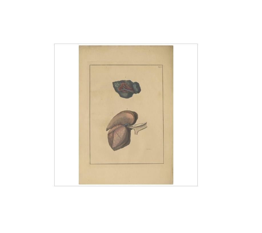 Antique Medical Print of Lungs ‘Tab. 6’ by F.D. Reisseisen, 1822 In Good Condition For Sale In Langweer, NL