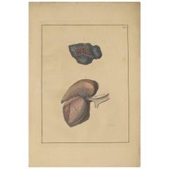 Gravure médicale ancienne des poumons 'Tab. 6' par F.D. Reisseisen, 1822