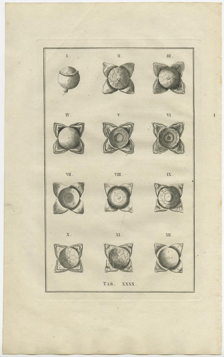 Antique Medical Print of the Anatomy of the Eye, 1798 For Sale at 1stDibs