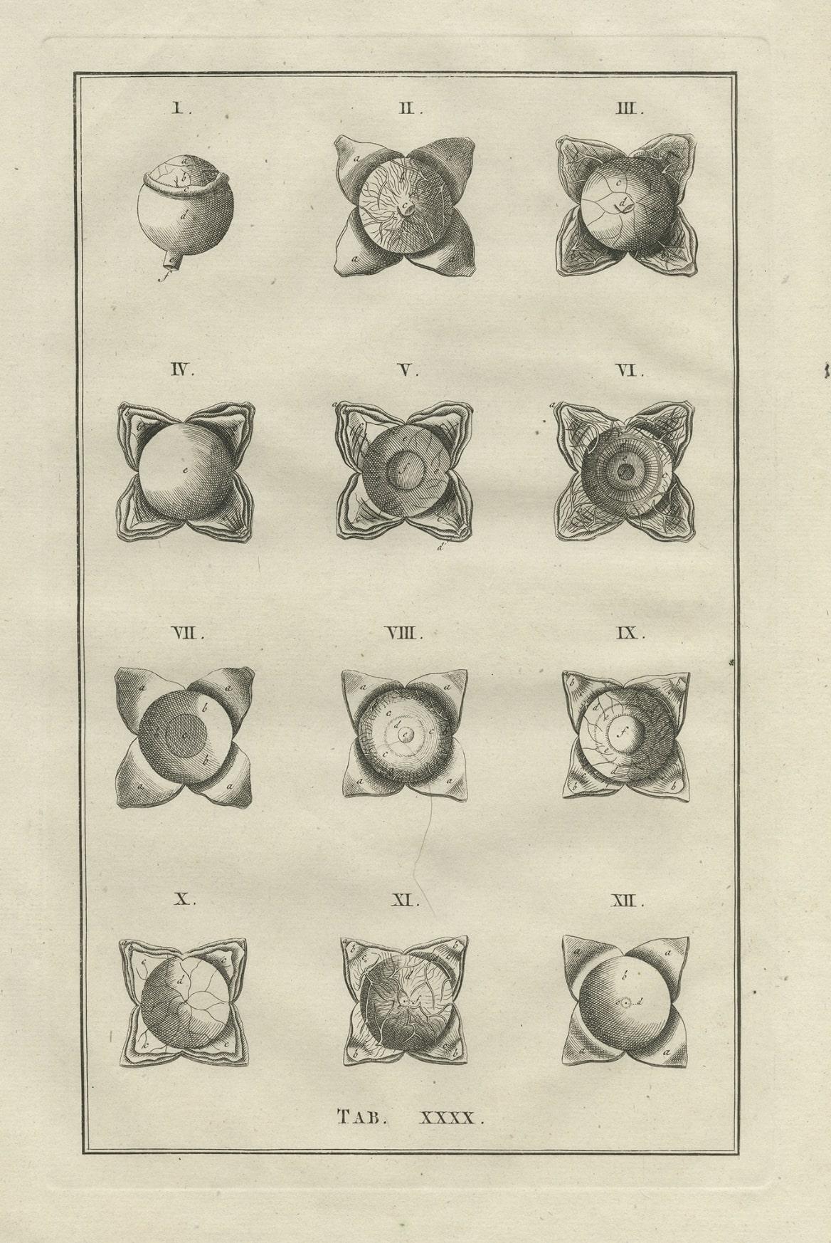 Antique Medical Print of the Anatomy of the Eye, 1798 In Good Condition For Sale In Langweer, NL