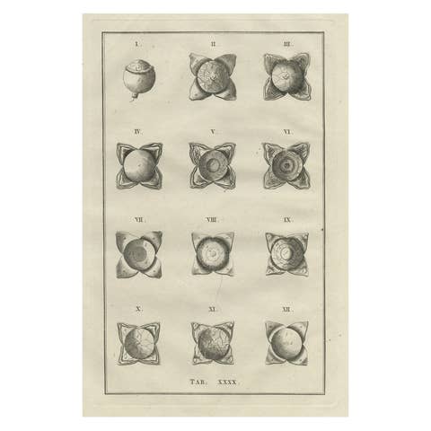 Antique Medical Print of the Anatomy of the Eye, 1798