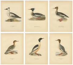 Antique Merganser Duck Lithographs Set of 6, Scandinavian Birds Sweden 1929