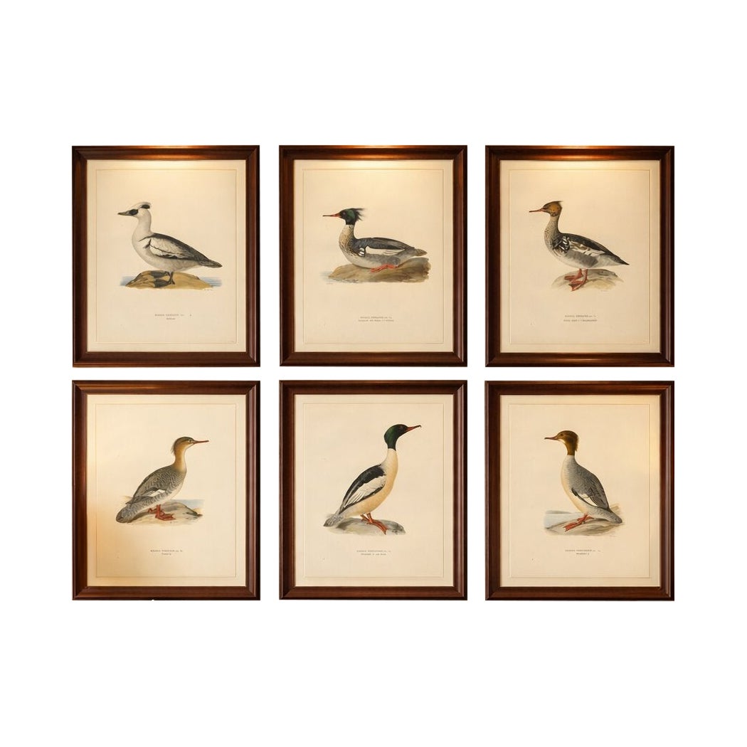 Antique Merganser Duck Lithographs Set of 6, Scandinavian Birds Sweden 1929