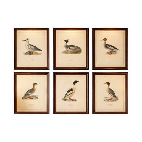 Antique Merganser Duck Lithographs Set of 6, Scandinavian Birds Sweden 1929