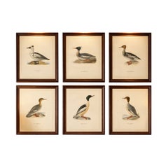 Antique Merganser Duck Lithographs Set of 6, Scandinavian Birds Sweden 1929