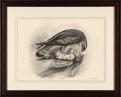 Antique Merlin Falcon with Prey Print by Lilian M. Medland, 1908