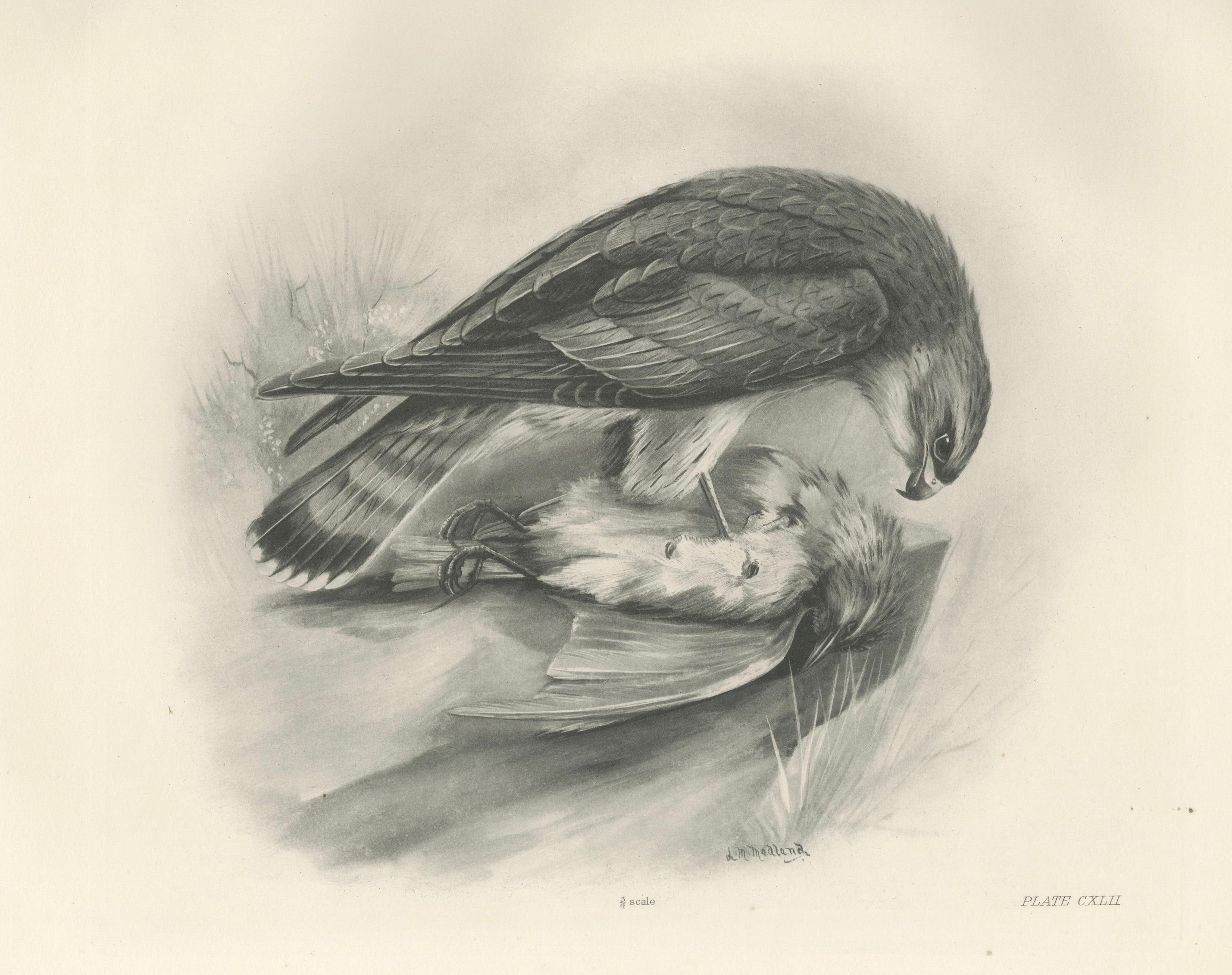 Antique Merlin Falcon with Prey Print by Lilian M. Medland, 1908