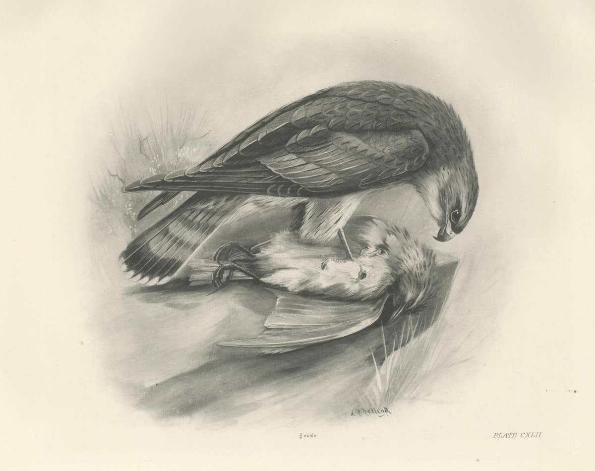Antique Merlin Falcon with Prey Print by Lilian M. Medland, 1908