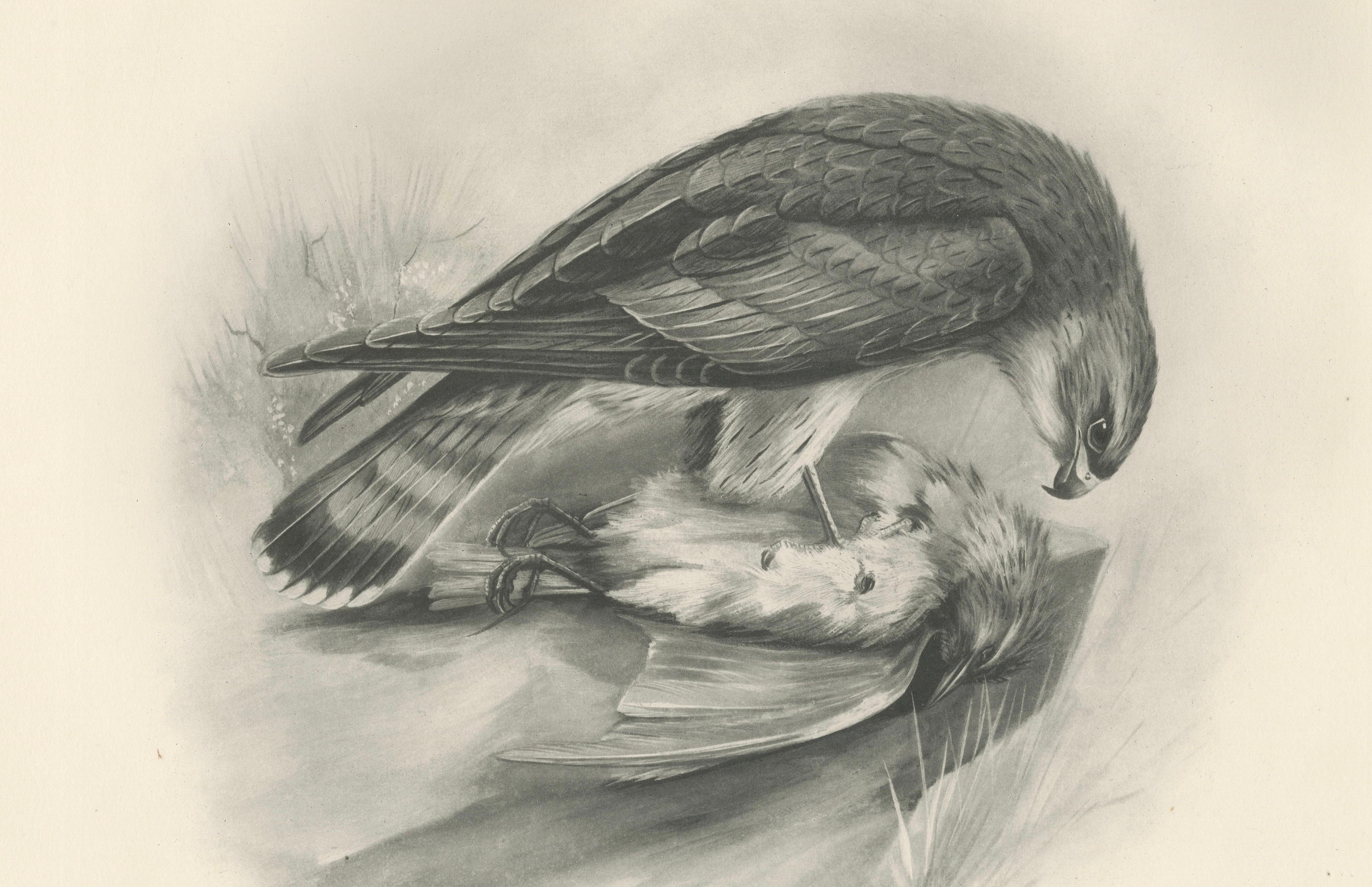 Antique Merlin Falcon with Prey Print by Lilian M. Medland, 1908