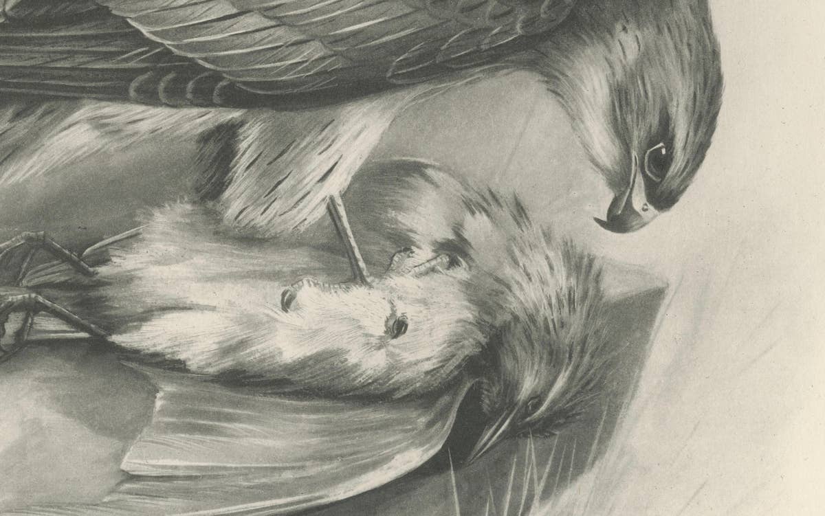 Antique Merlin Falcon with Prey Print by Lilian M. Medland, 1908