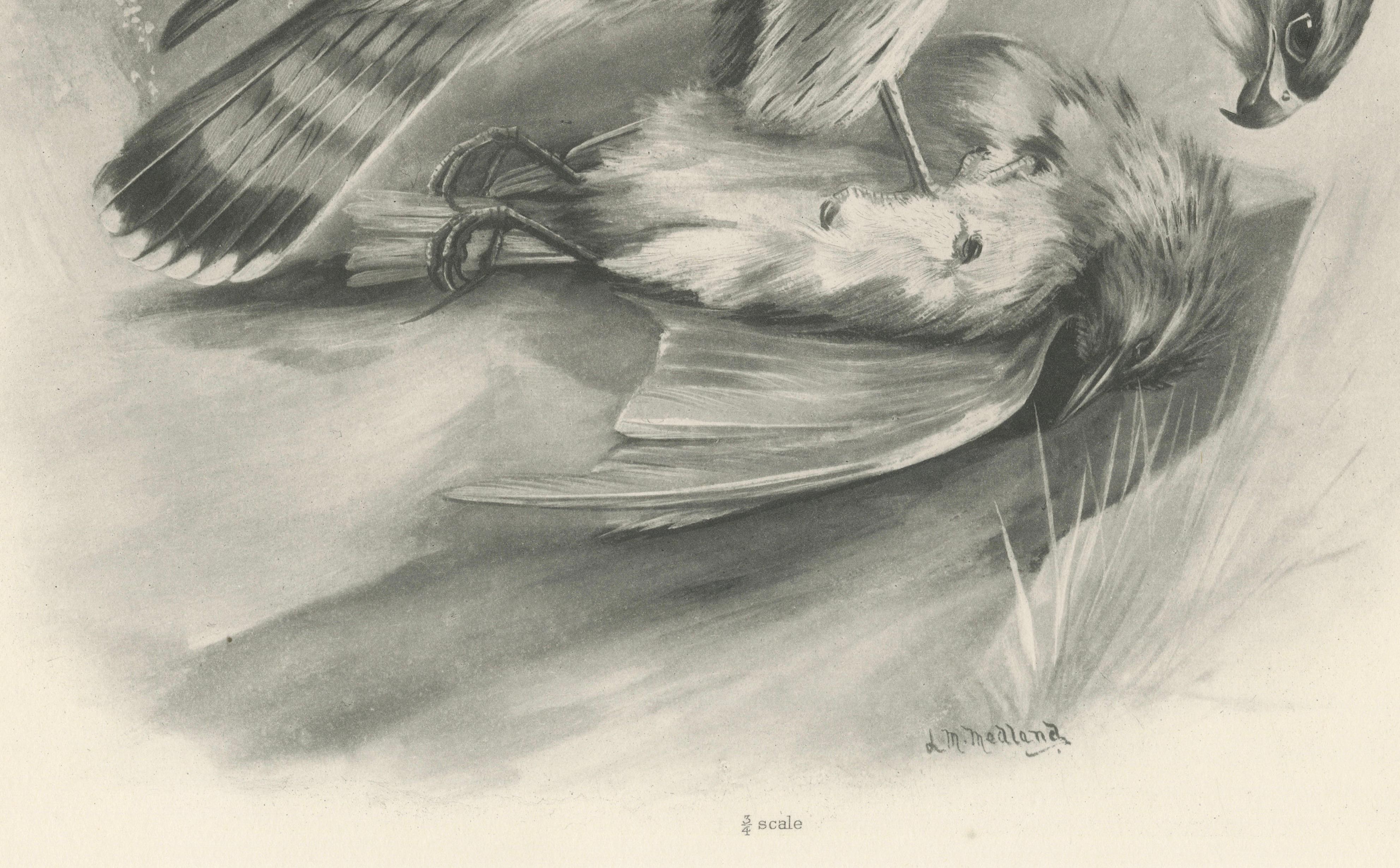Antique Merlin Falcon with Prey Print by Lilian M. Medland, 1908