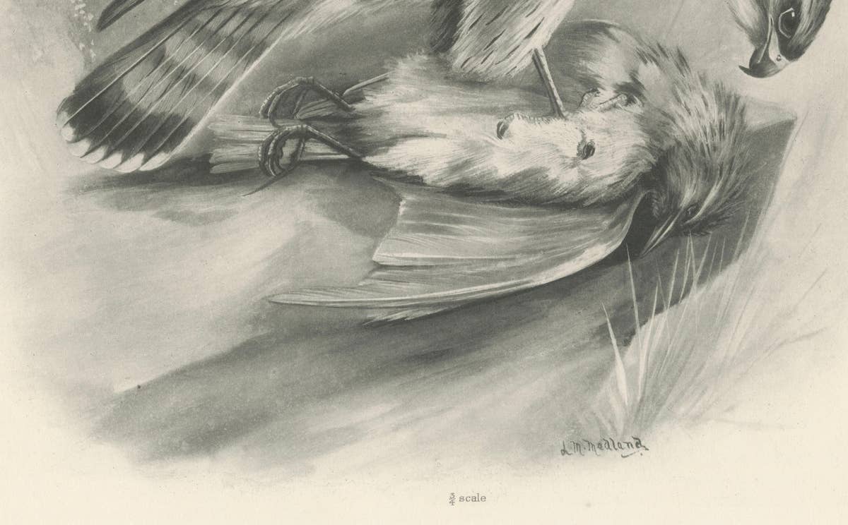 Antique Merlin Falcon with Prey Print by Lilian M. Medland, 1908
