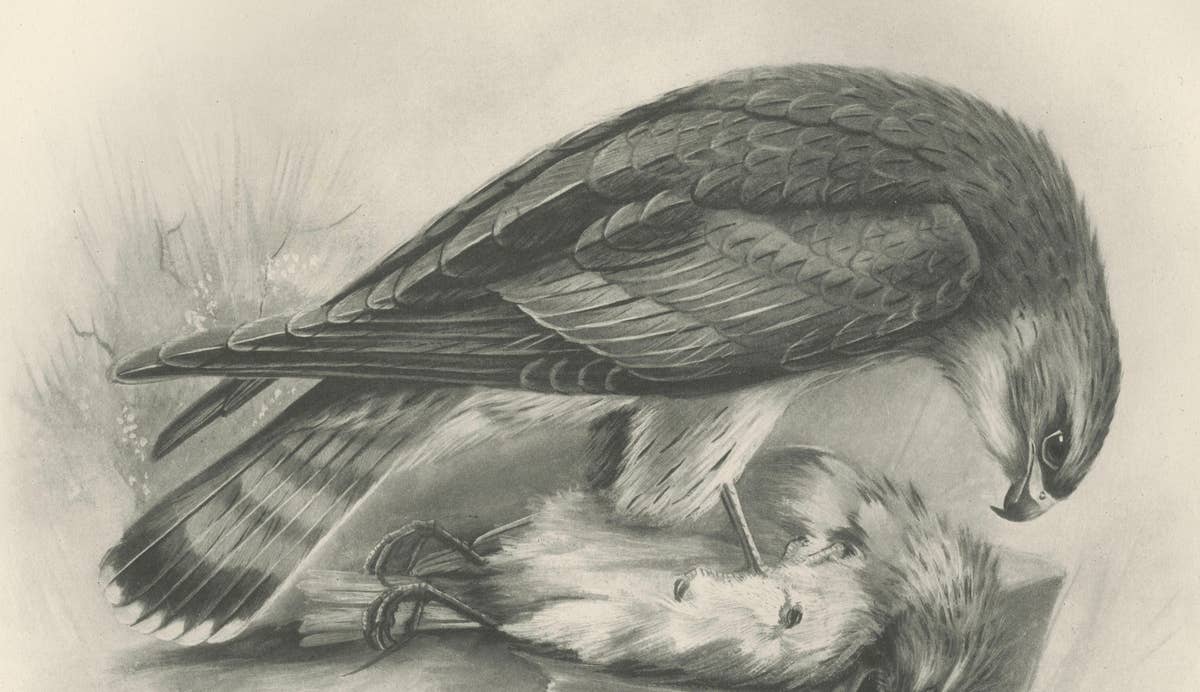 Antique Merlin Falcon with Prey Print by Lilian M. Medland, 1908