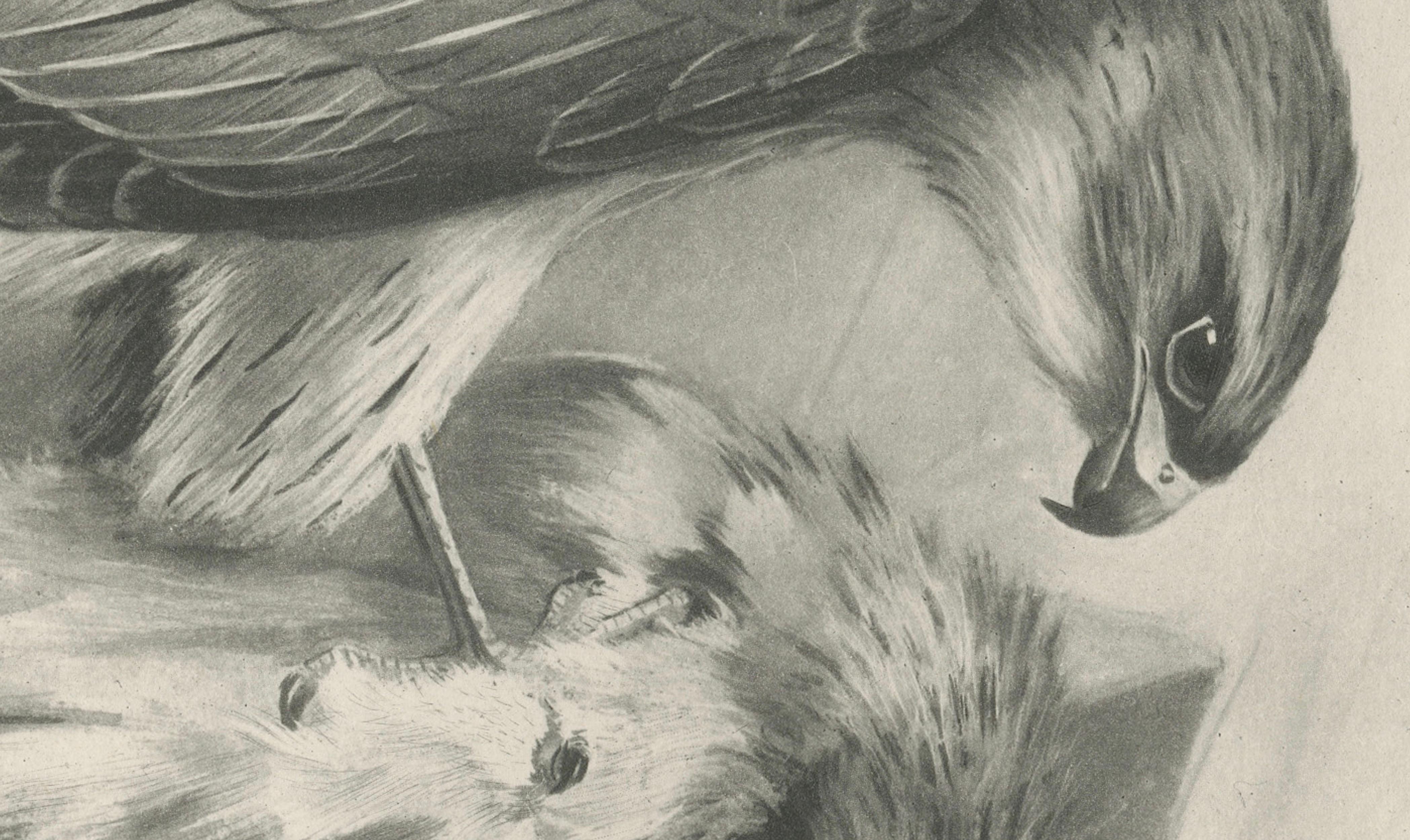 Antique Merlin Falcon with Prey Print by Lilian M. Medland, 1908