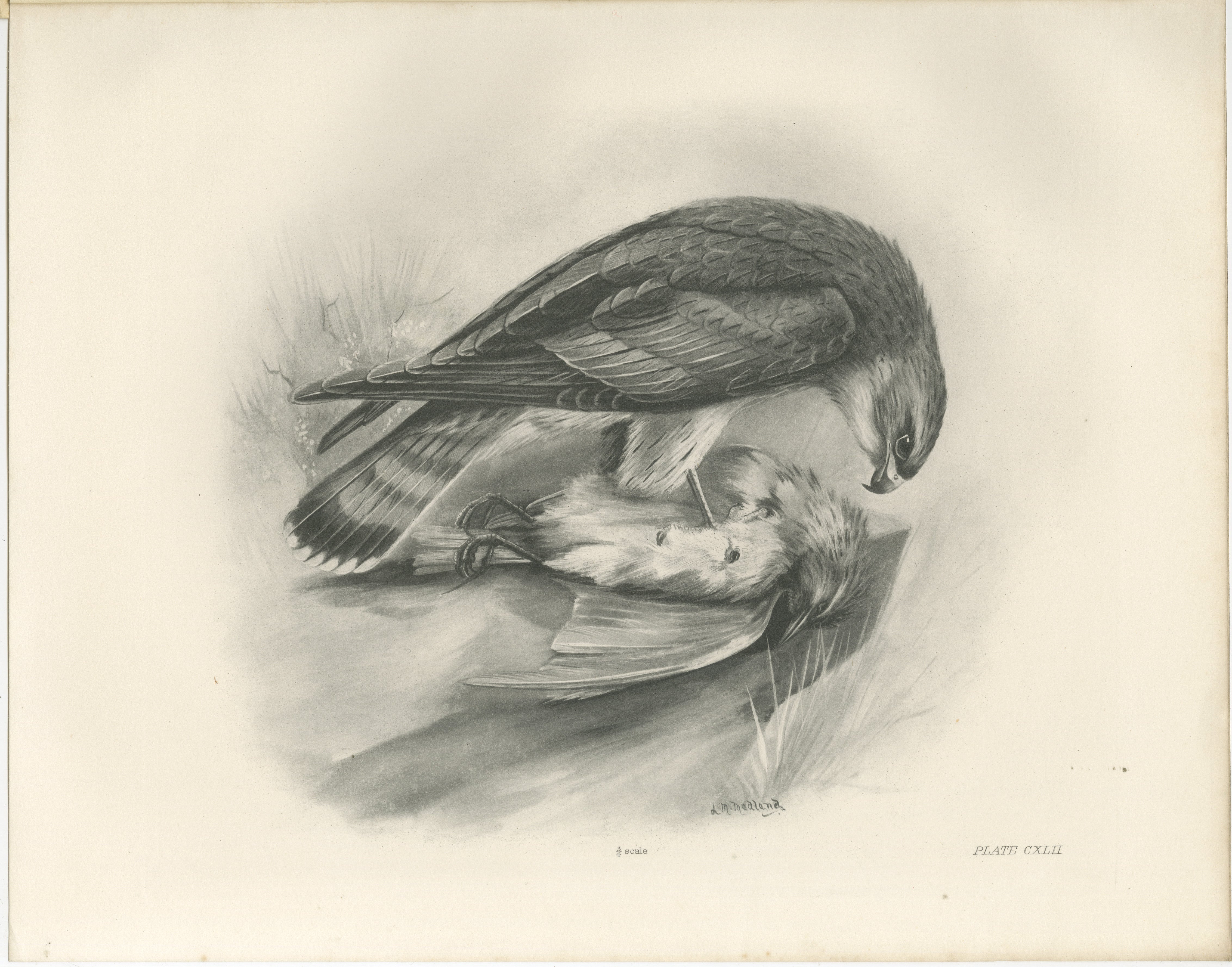 Antique Merlin Falcon with Prey Print by Lilian M. Medland, 1908