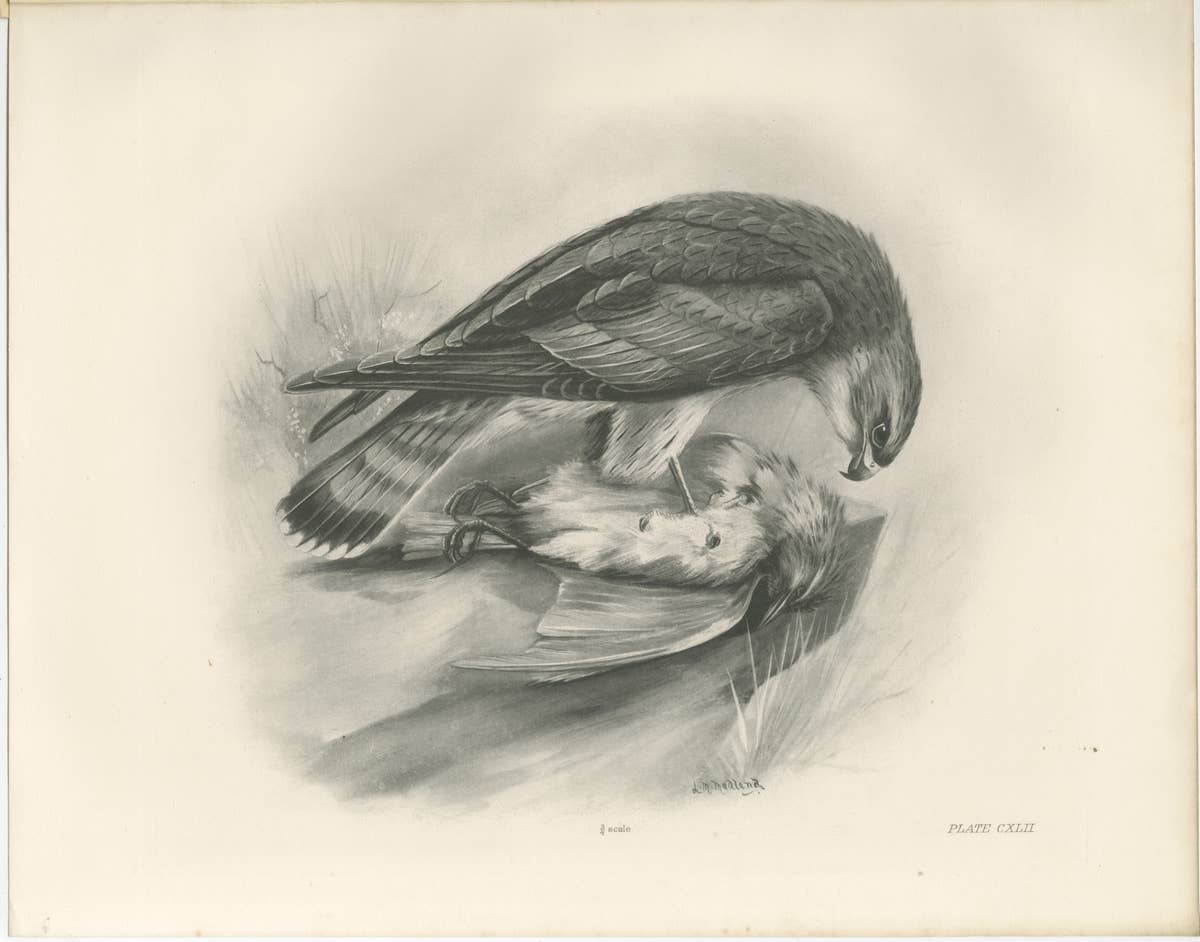 Antique Merlin Falcon with Prey Print by Lilian M. Medland, 1908