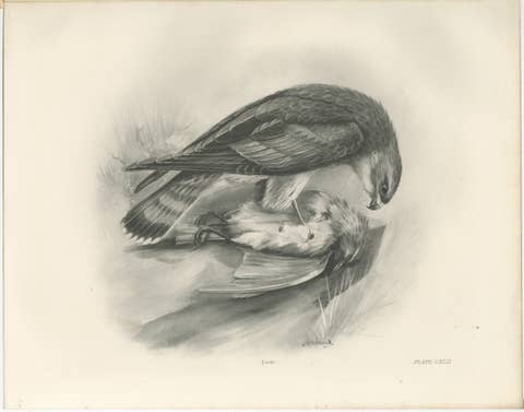 Antique Merlin Falcon with Prey Print by Lilian M. Medland, 1908