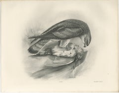 Antique Merlin Falcon with Prey Print by Lilian M. Medland, 1908