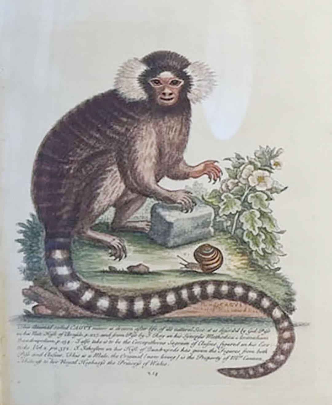 An antique engraving of a monkey called CAGVI minor, dated 1752 signed Edward Delin Anno. In a newer eglomise and guided wood frame with fruits, leaves and insects.
