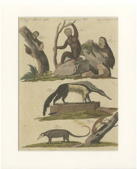 Antique Monkeys & South American Anteaters Engraving – Bertuch, c.1800