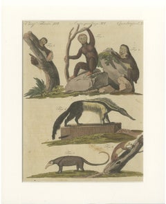 Antique Monkeys & South American Anteaters Engraving – Bertuch, c.1800